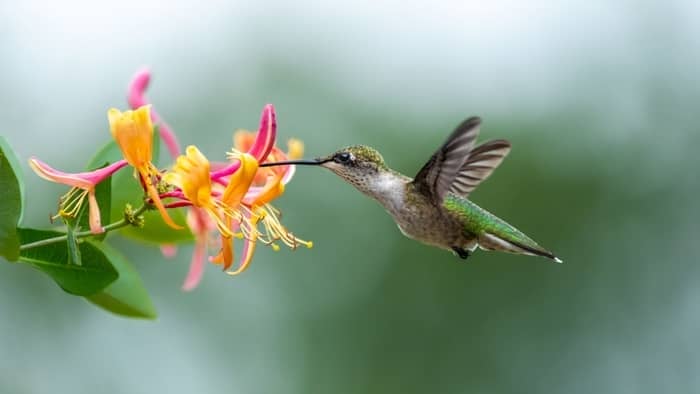  What time of day do hummingbirds come to feeders?