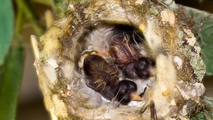 Where do baby hummingbirds go when they leave the nest?