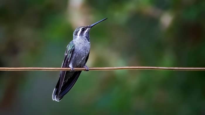  Where do hummingbirds nest in California?