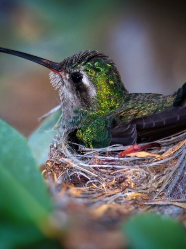 Take A Guess Which Is More Territorial: Female Vs Male Hummingbirds