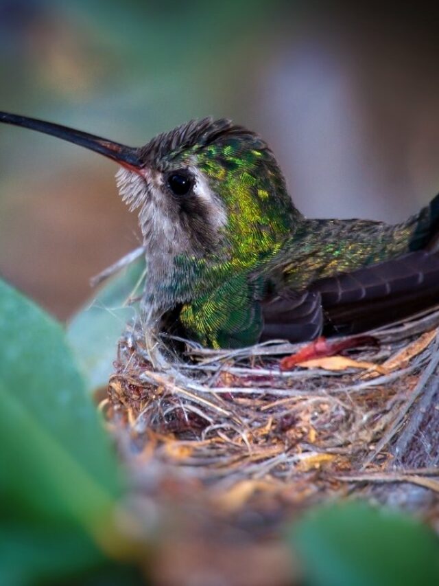 Are Female Hummingbirds Territorial? Here’s How They Compare To Males