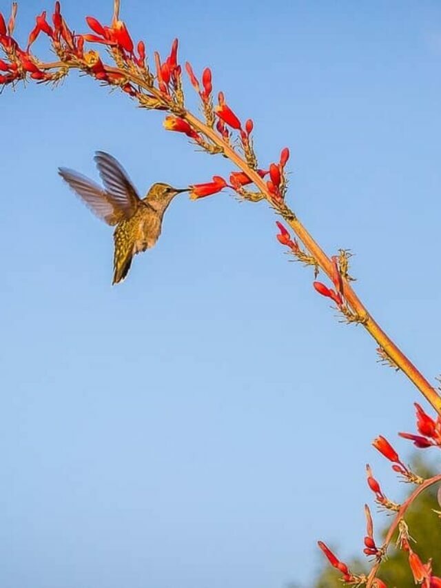 Unique Hummingbird Encounter Meanings & Symbolism
