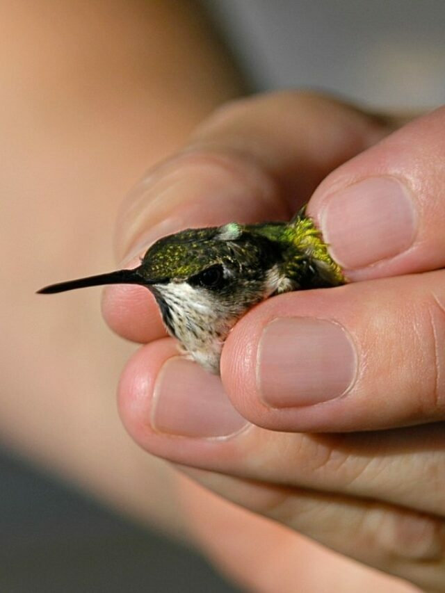 Useful Tips To Safely Approaching Hummingbirds And Not Scare The Away