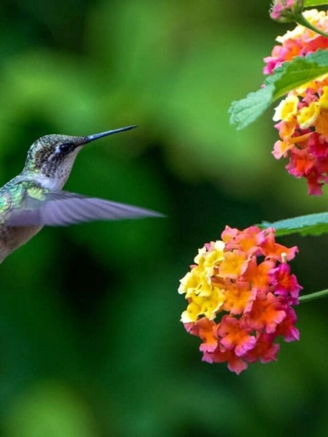 Important Reasons For Having Hummingbirds In Your Garden