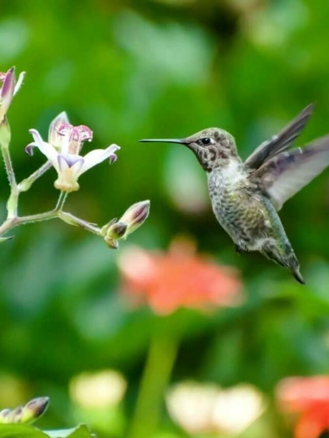 An Inside Look Into A Hummingbird’s Diet