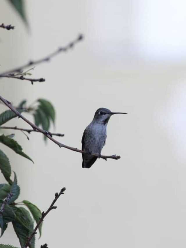 Are Hummingbirds Territorial Towards Humans