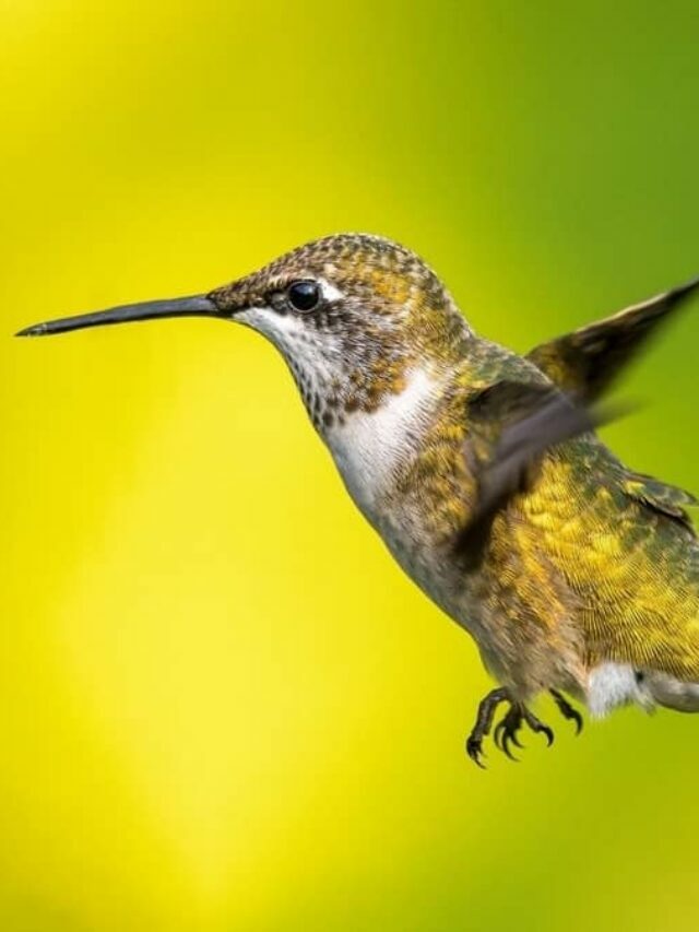 Amazing Physics Of Hummingbird Colors- Are Yellow Hummingbirds Rare?