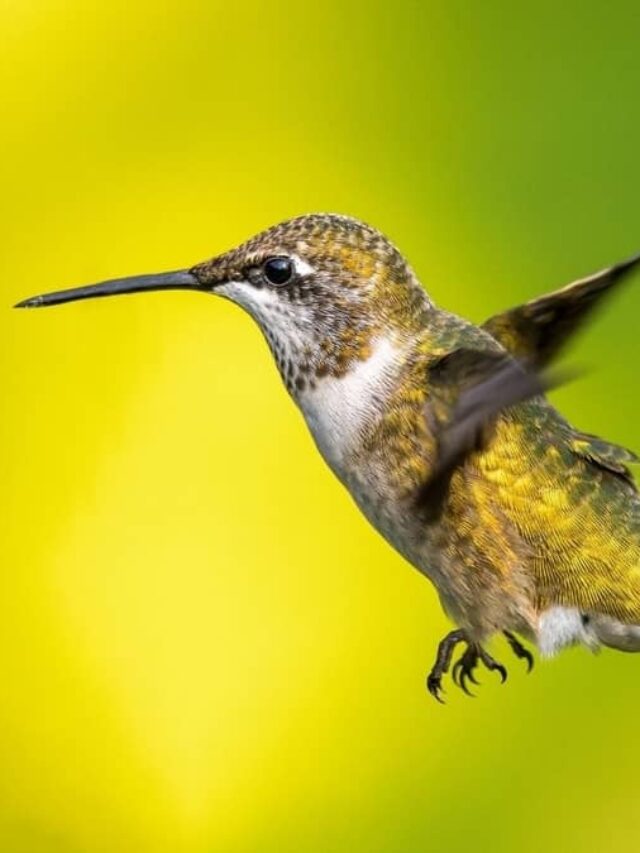 Are There Yellow Hummingbirds