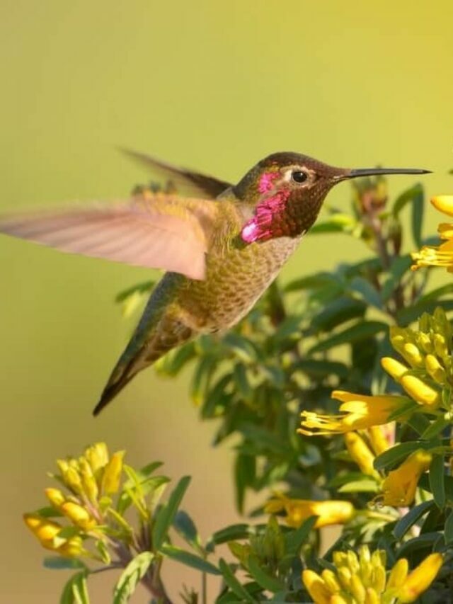 2 Places Will Surely See Hummingbirds In The California Bay Area