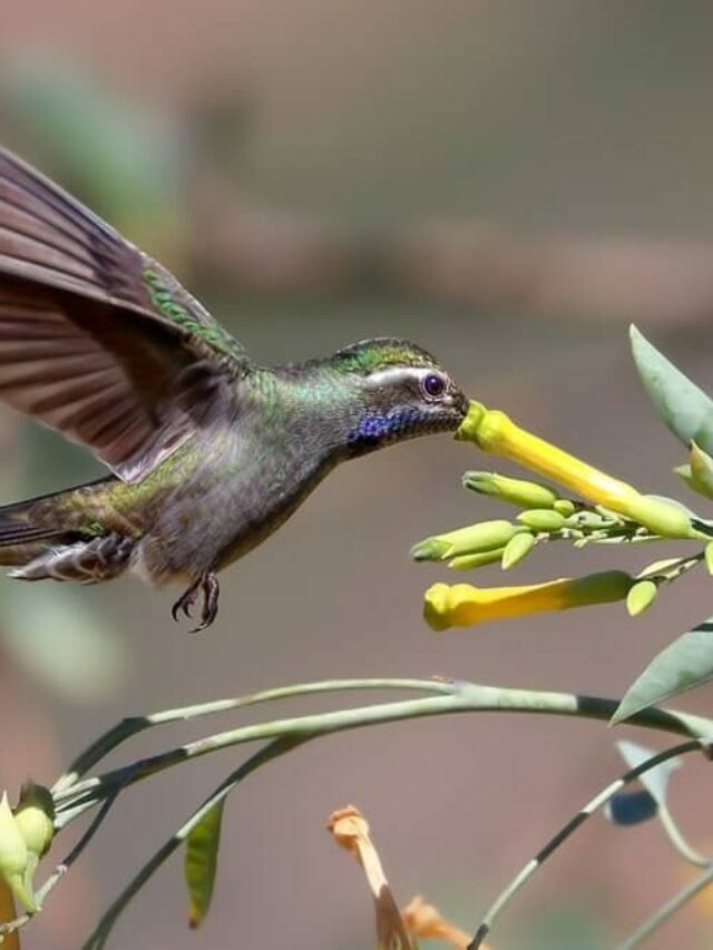 Quick Look Into Hummingbird’s Daily Diet- Know About Their Nectar