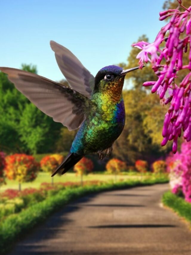 3 Flawless Ideas To Get More Hummingbirds In Your Alabama Yard