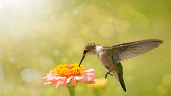  Are hummingbirds part of the bird family?