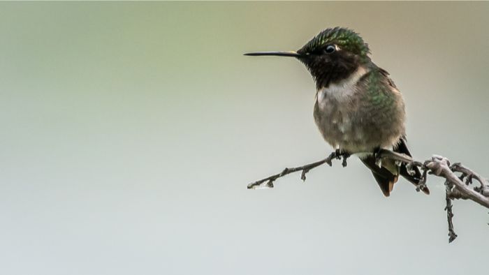  Are red-throated hummingbirds male?