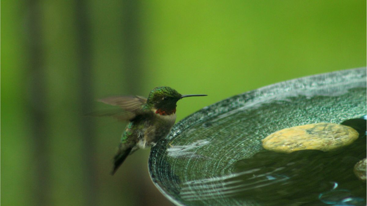 Birdbaths For Hummingbirds