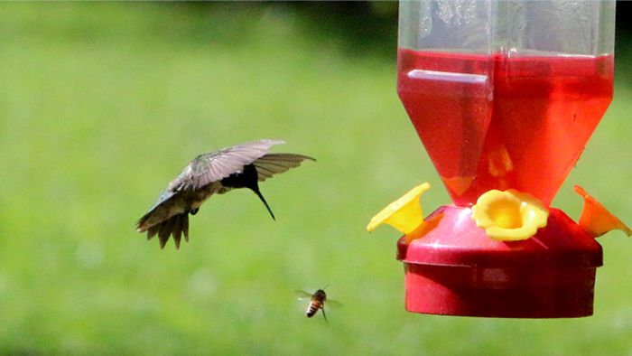  Can I keep unwanted bees away from the hummingbird feeder?