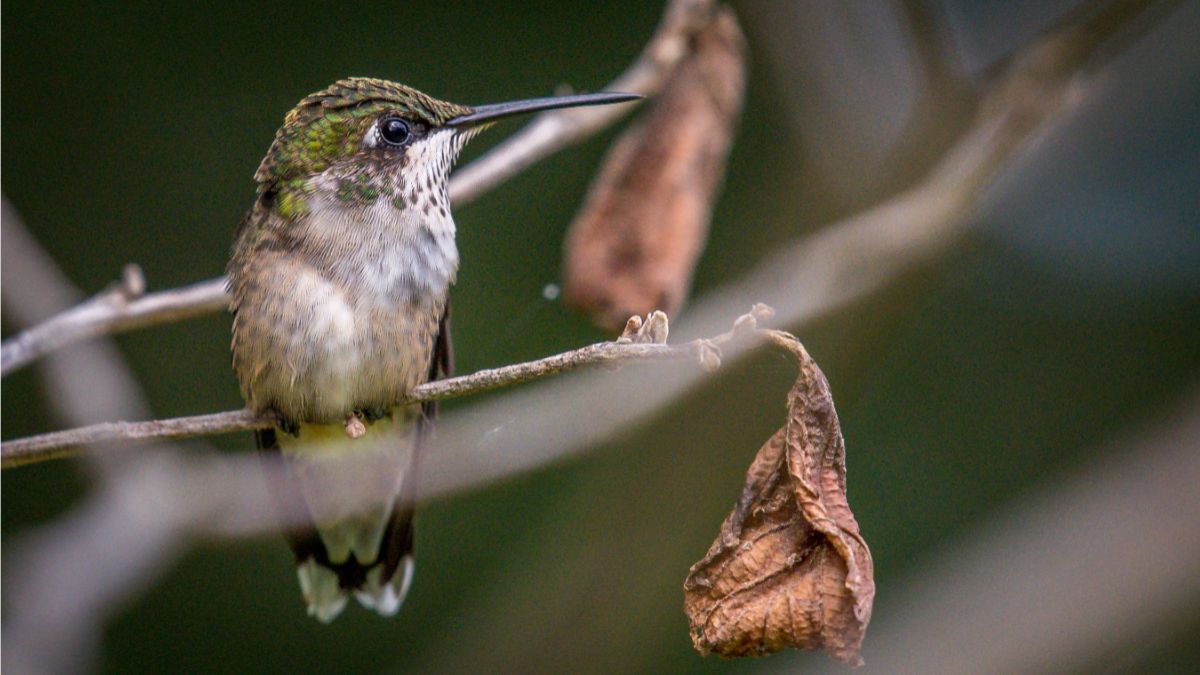 Differences Between Male And Female Ruby-Throated Hummingbirds