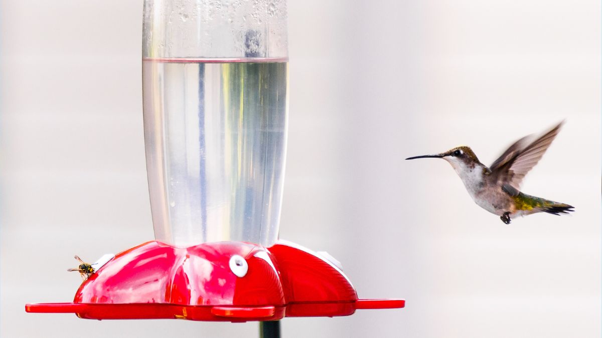 Do Bees Bother Hummingbirds