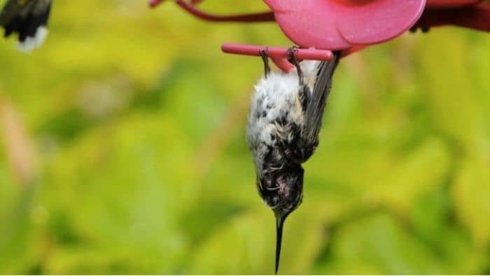  Do hummingbirds sleep in the same place every night?