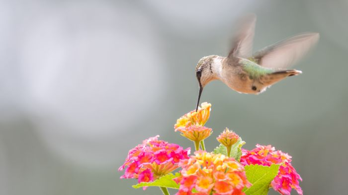  Do hummingbirds stay in pairs?