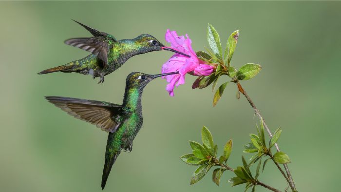  Do hummingbirds swarm?