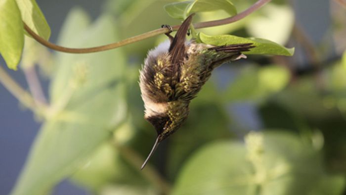  How can you tell if a hummingbird is in torpor or dead?
