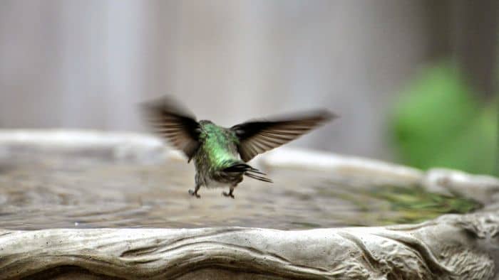  How deep should the water be for a hummingbird bird bath?