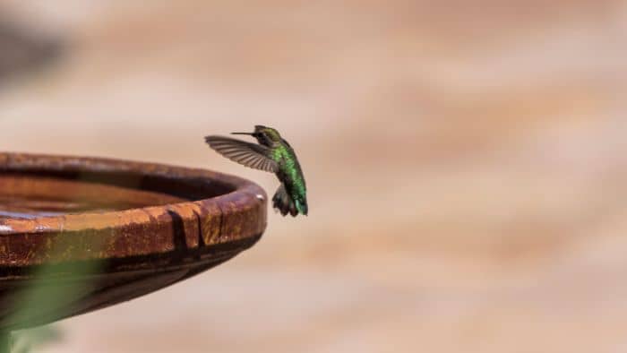  How do you make a hummingbird bird bath?