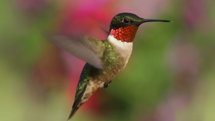  What does a female ruby-throated hummingbird look like?