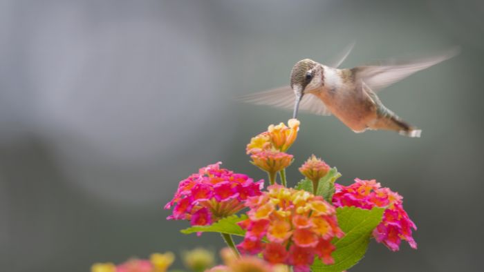  What does it mean when hummingbirds swarm?