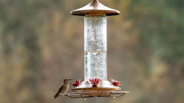  What is the best height to hang a hummingbird feeder?