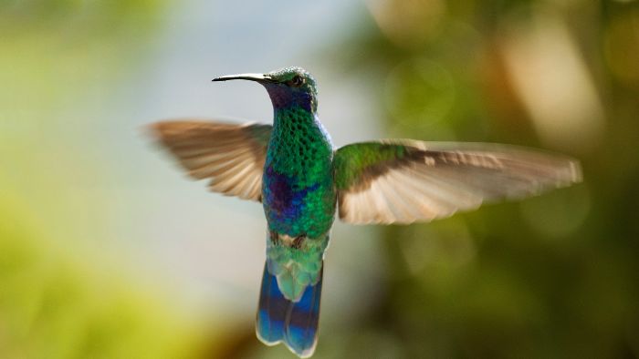  What is the difference between a bird and a hummingbird?