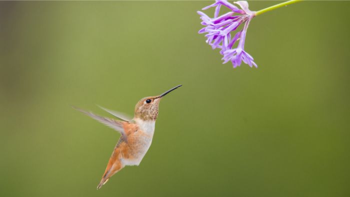  What kind of animal is a hummingbird?