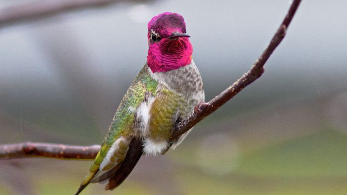  What kind of fruit do hummingbirds like?