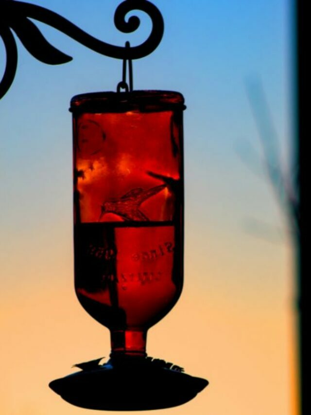 Wonderful Ideas To Decorate A Deck Or Balcony With Hummingbird Feeders
