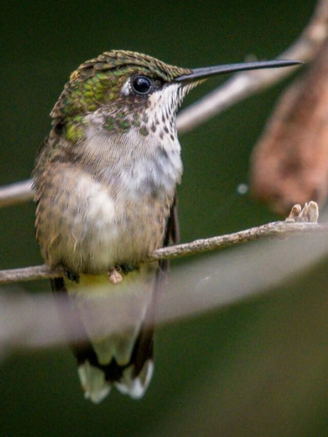 3 Ways Male And Female Ruby-Throated Hummingbirds Are Distinguished