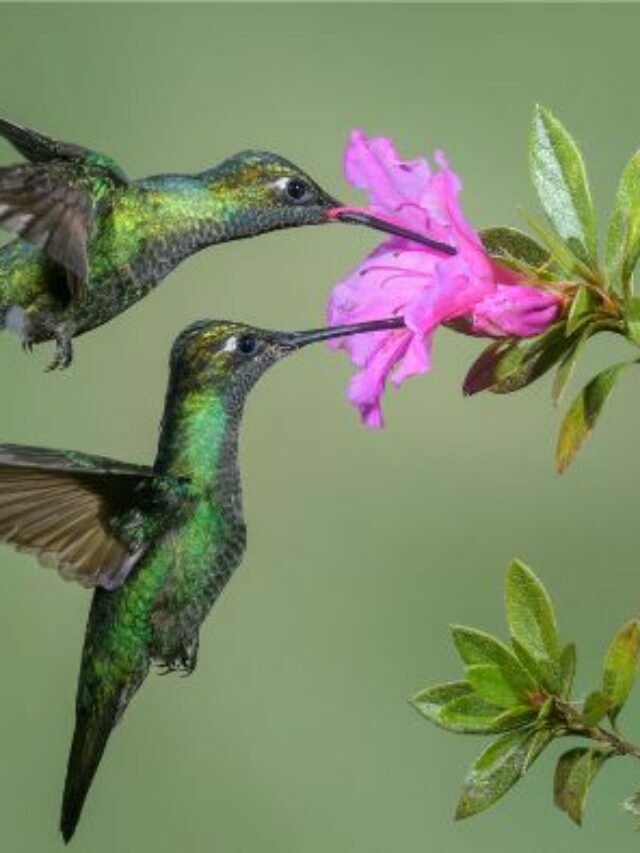 How Do Hummingbirds Know When To Migrate From Tennessee?