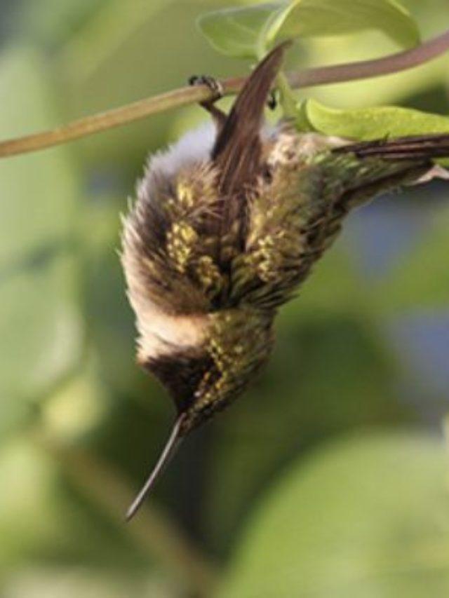How can you tell if a hummingbird is in torpor or dead?