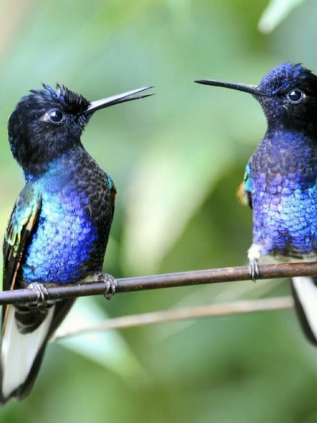 9 Most Interesting Names To Describe A Group Of Hummingbirds