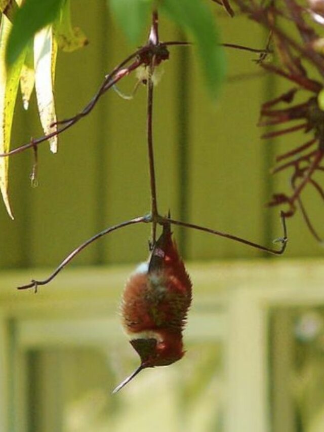 Why Do Hummingbirds Hang Upside Down