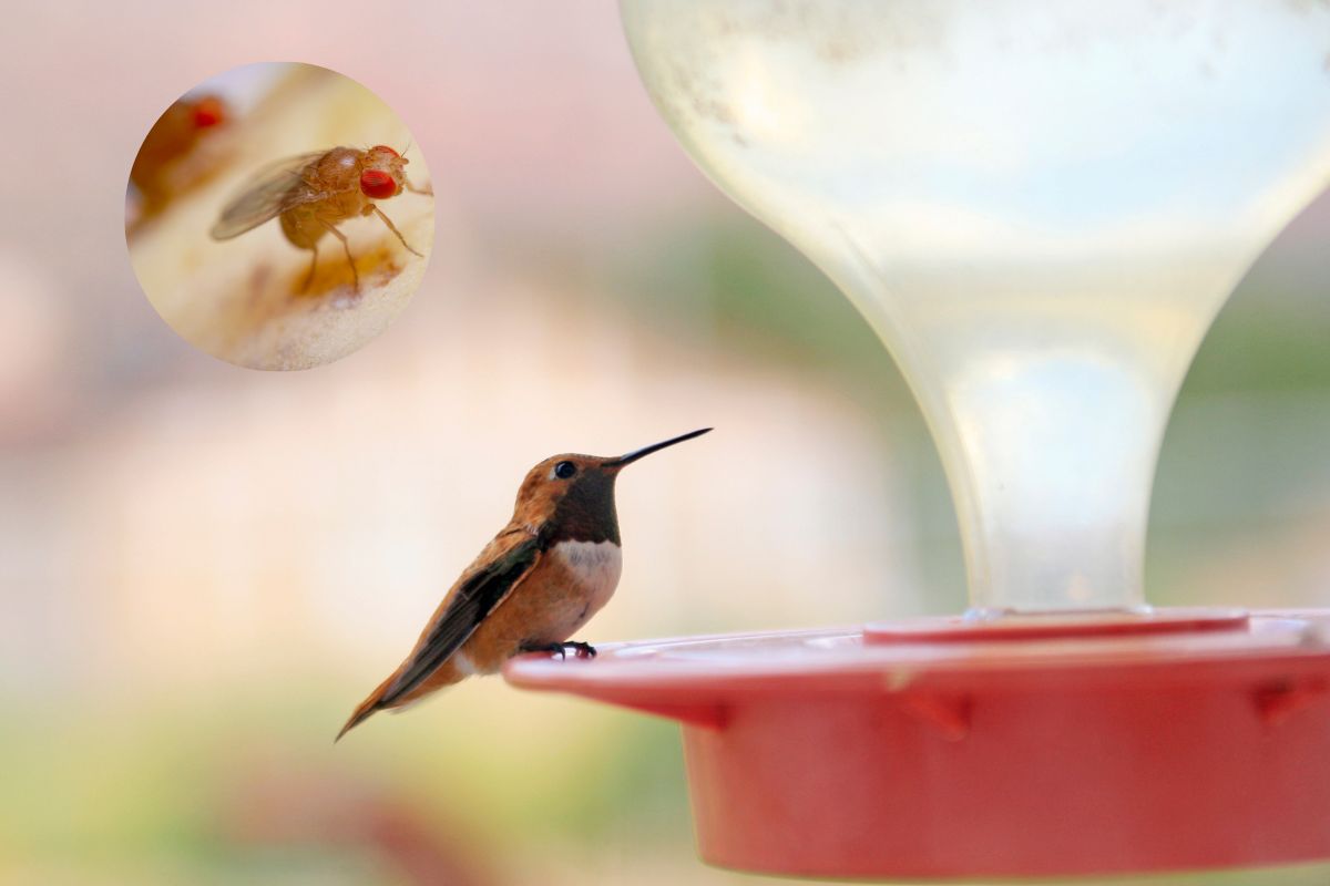 Do Hummingbirds Eat Fruit Flies