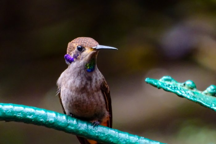 How Do Hummingbirds Die