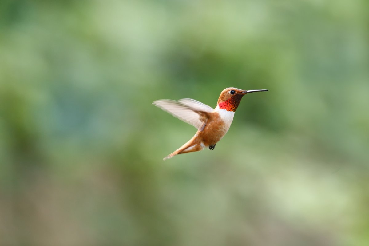How Far Can Hummingbirds Fly