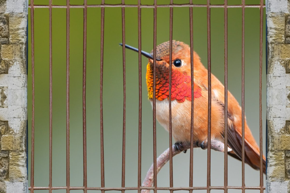 How Long Do Hummingbirds Live In Captivity