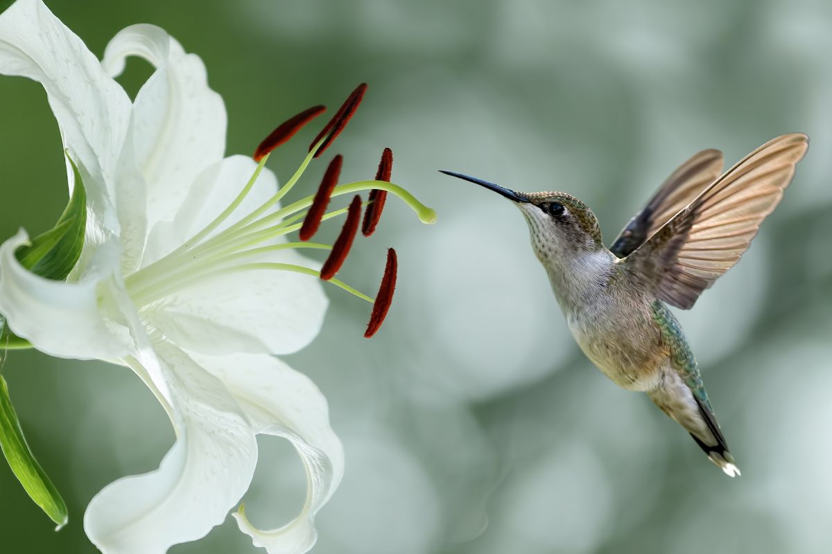 How Many Years Do Hummingbirds Live