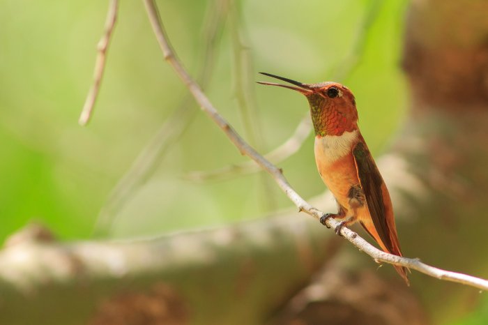 Question Of The Day - How Many Years Do Hummingbirds Live