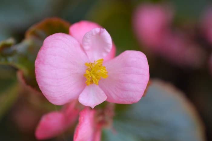 Wax Begonias