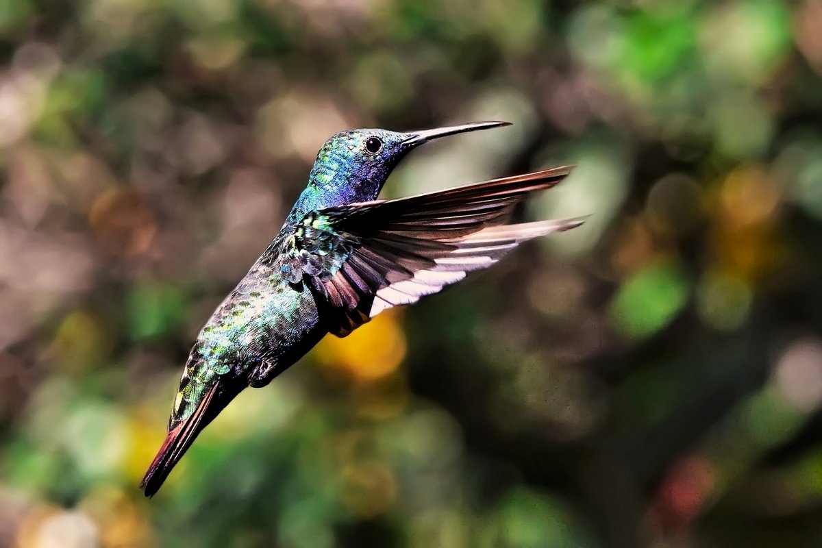 Do Hummingbirds Have To Keep Moving To Avoid Death