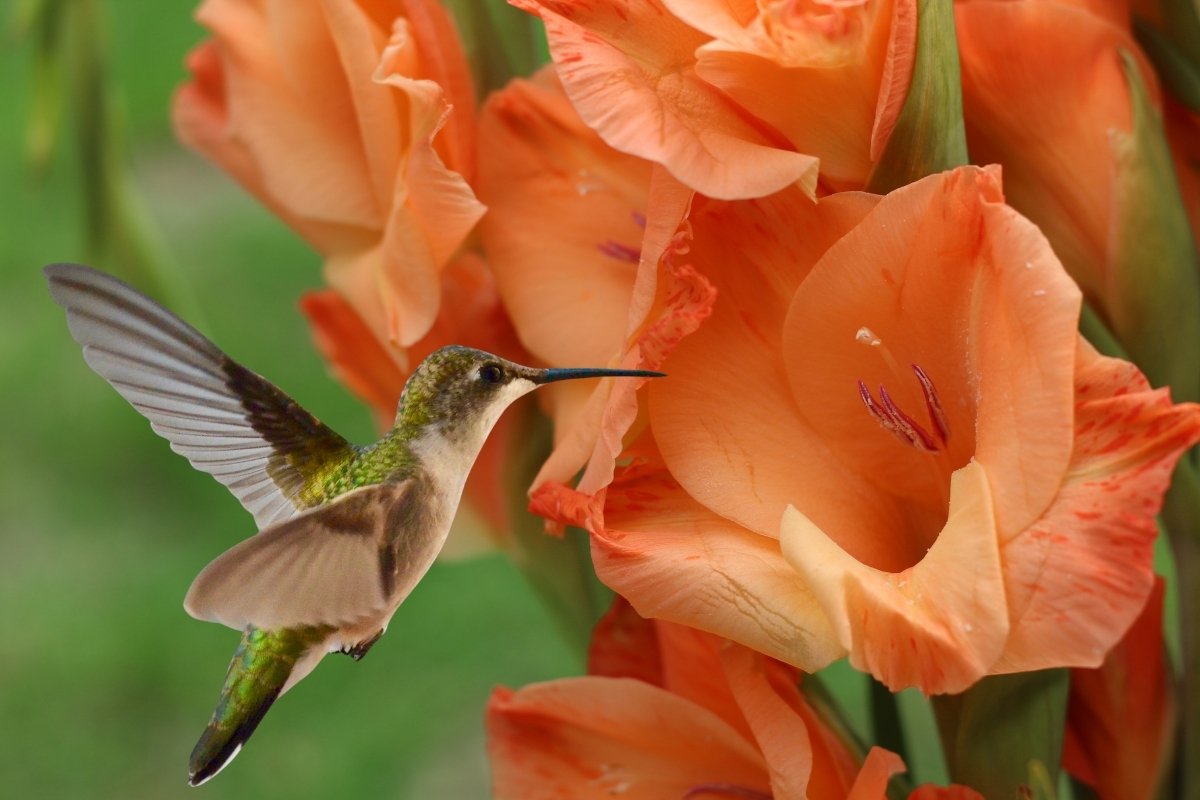 Do Hummingbirds Like Gladiolus
