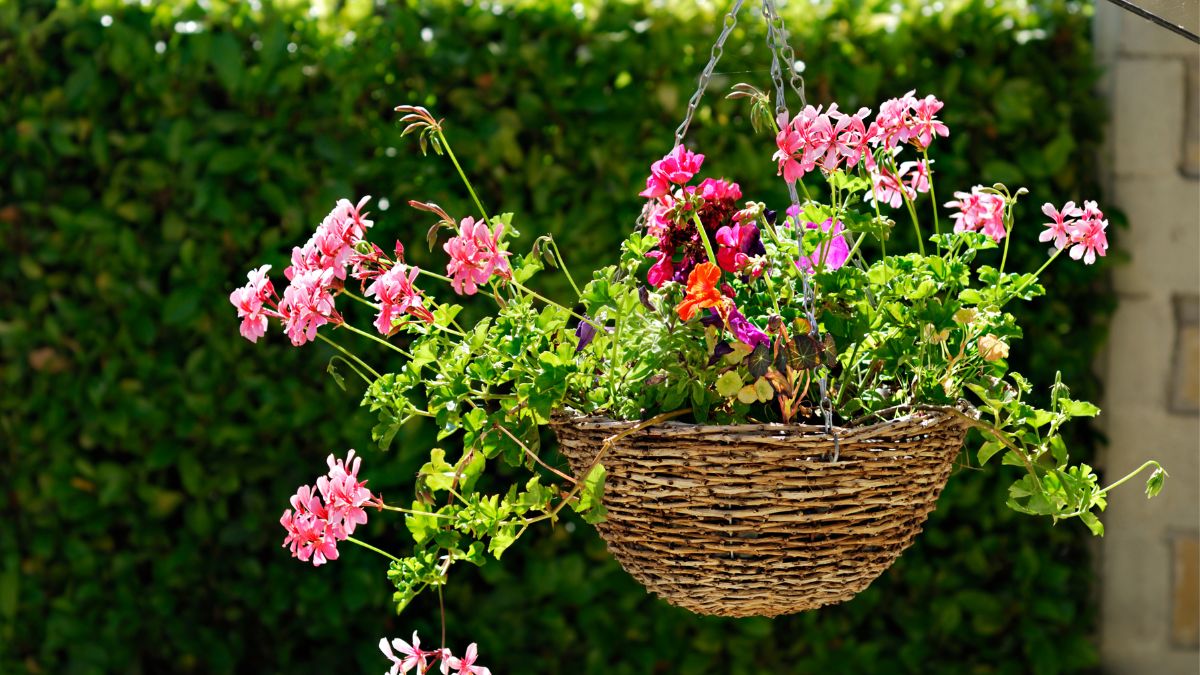 Hanging Basket Flowers For Hummingbirds