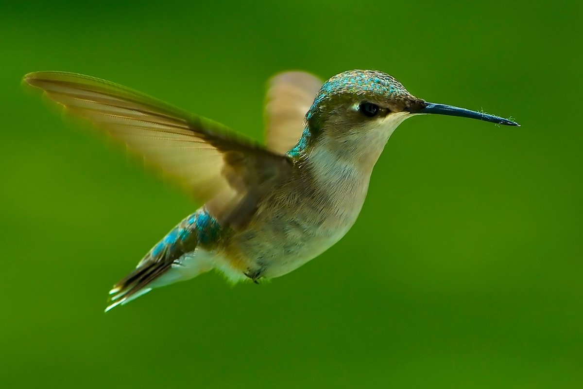 How Fast Do Hummingbirds Fly